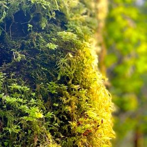 Meet your Posher, Lala